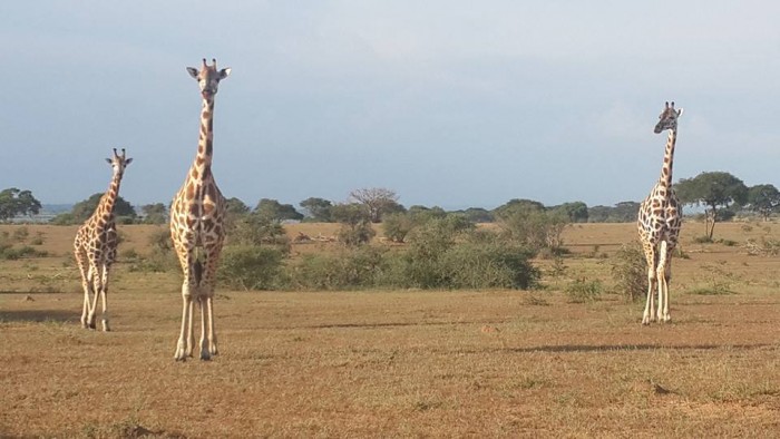 Giraffes in Murchison Falls National Park in Uganda