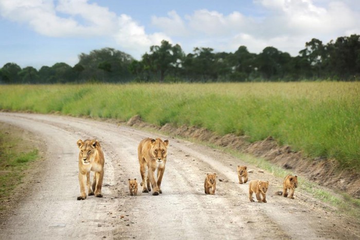 A pride of Lioness with their cubs
