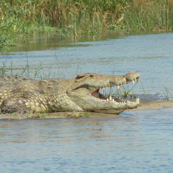 The Nile crocodile in Uganda