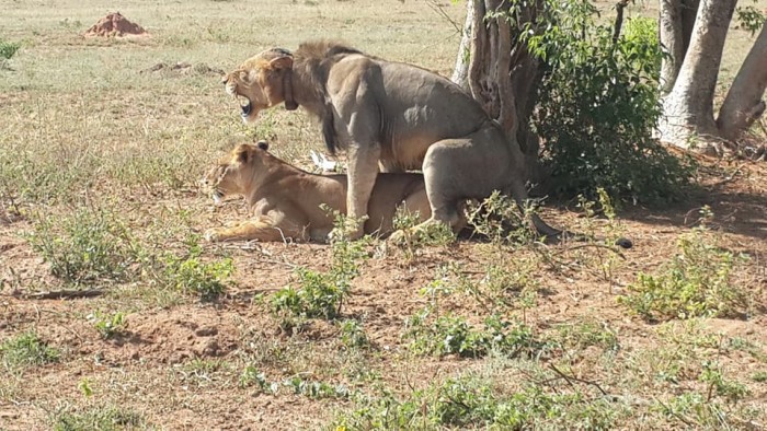 Lions in the Kidepo Valley National Part in North Eastern Uganda