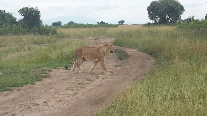 A lioness crossing a road in Queen Elizabeth National Park in Uganda
