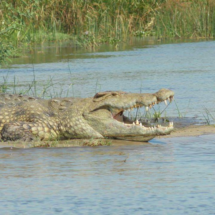 The Nile crocodile in Uganda